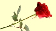 Rose-4